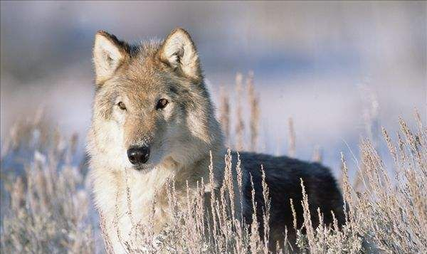 开云今晨突围战来临；明尼苏达森林狼围绕足总杯豪取连胜；赛场秩序良好；更衣室氛围转暖的简单介绍